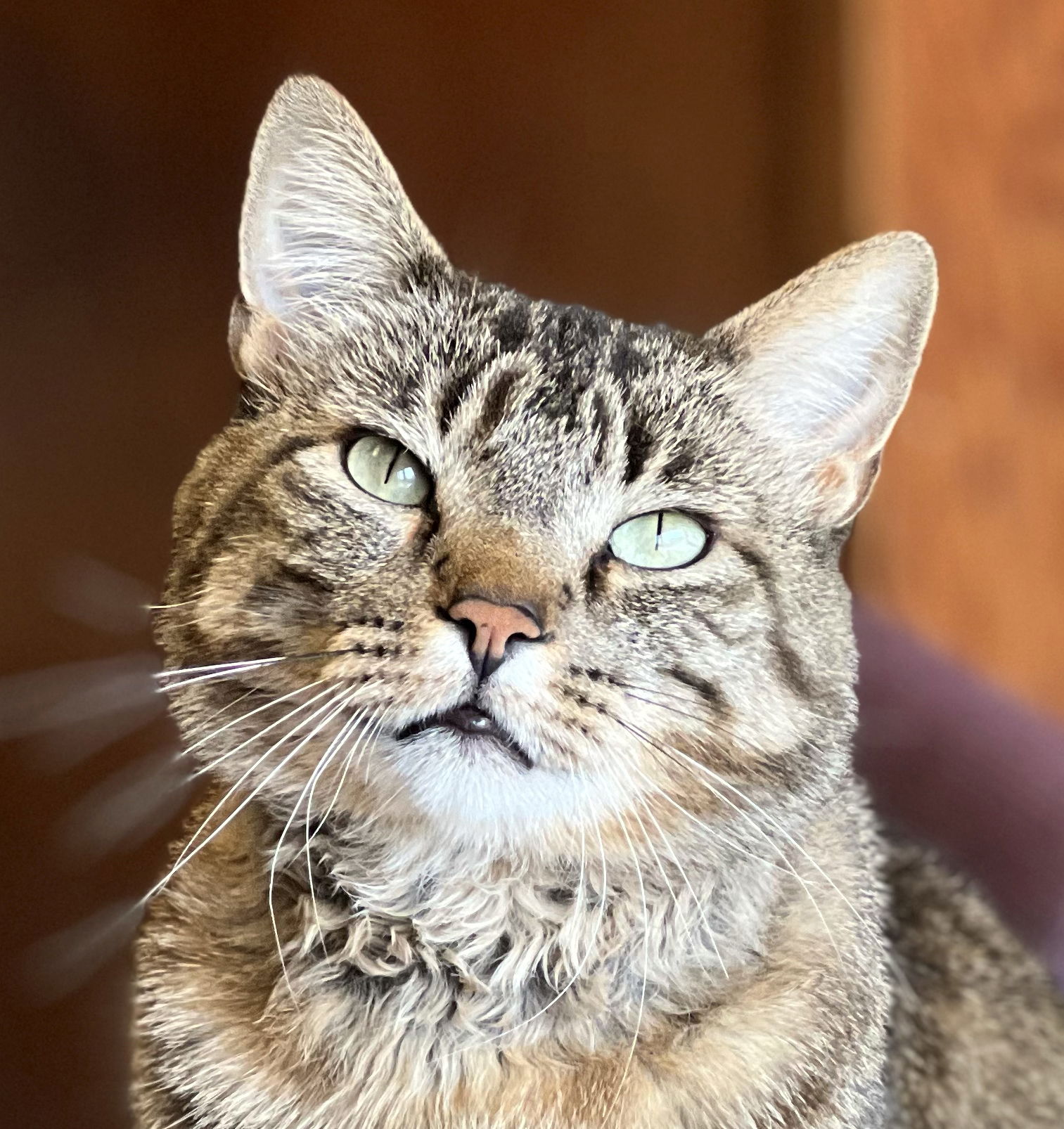 adoptable Cat in Wauconda, IL named Hank