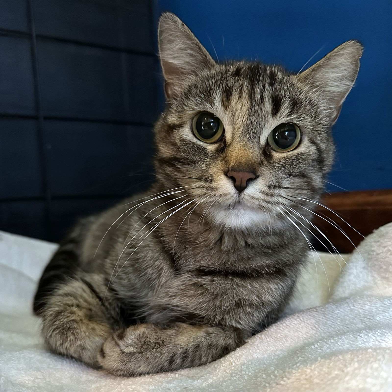 adoptable Cat in Wauconda, IL named Tallulah