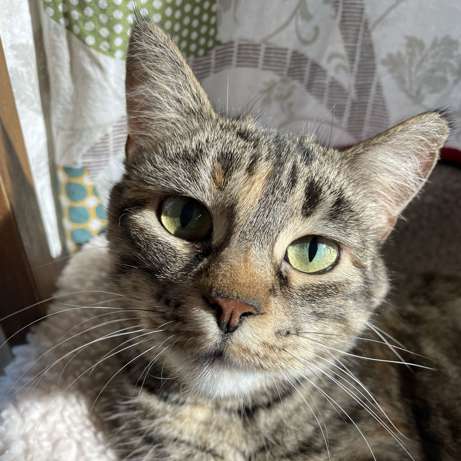 adoptable Cat in Wauconda, IL named Tallulah