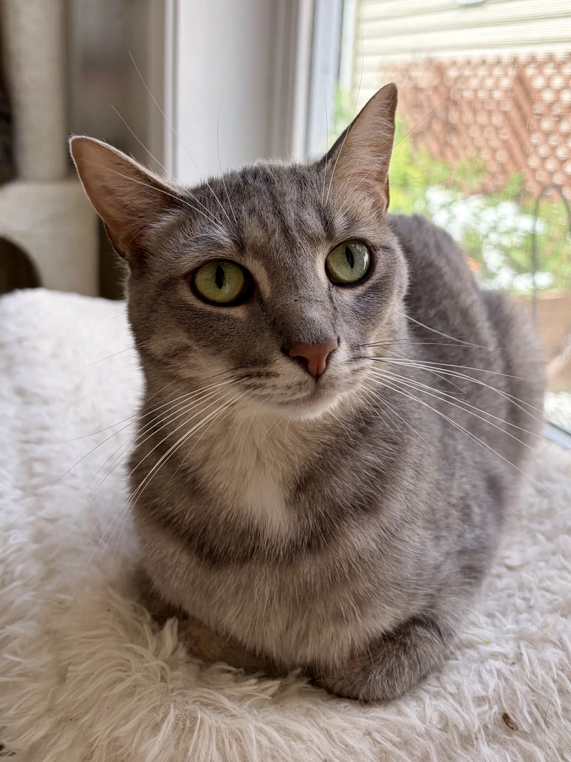 Stella Artois - Domestic Short Hair