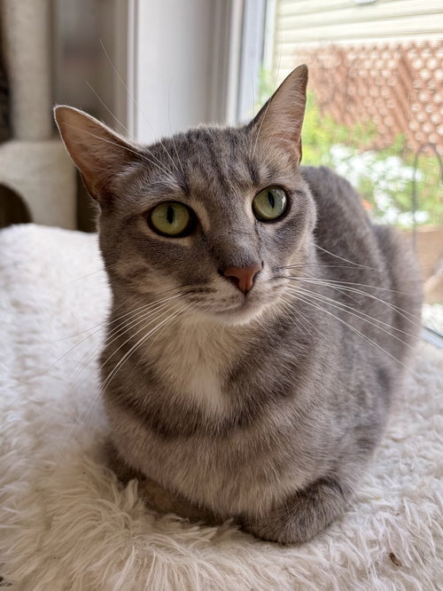 Stella Artois, a cat for adoption from Redemption Road Rescue Rehab Inc.