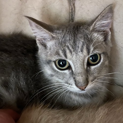 STELLA ARTOIS - Domestic Short Hair / Tabby available for adoption