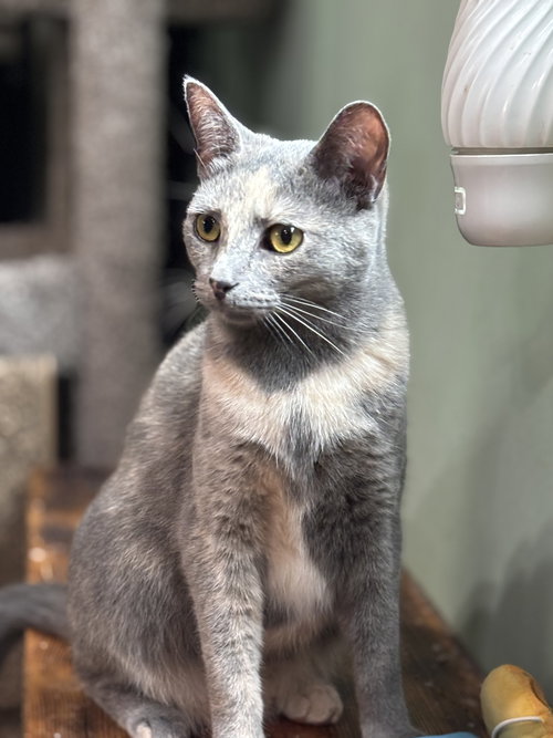 AMBER - Domestic Short Hair / Dilute Tortoiseshell available for adoption