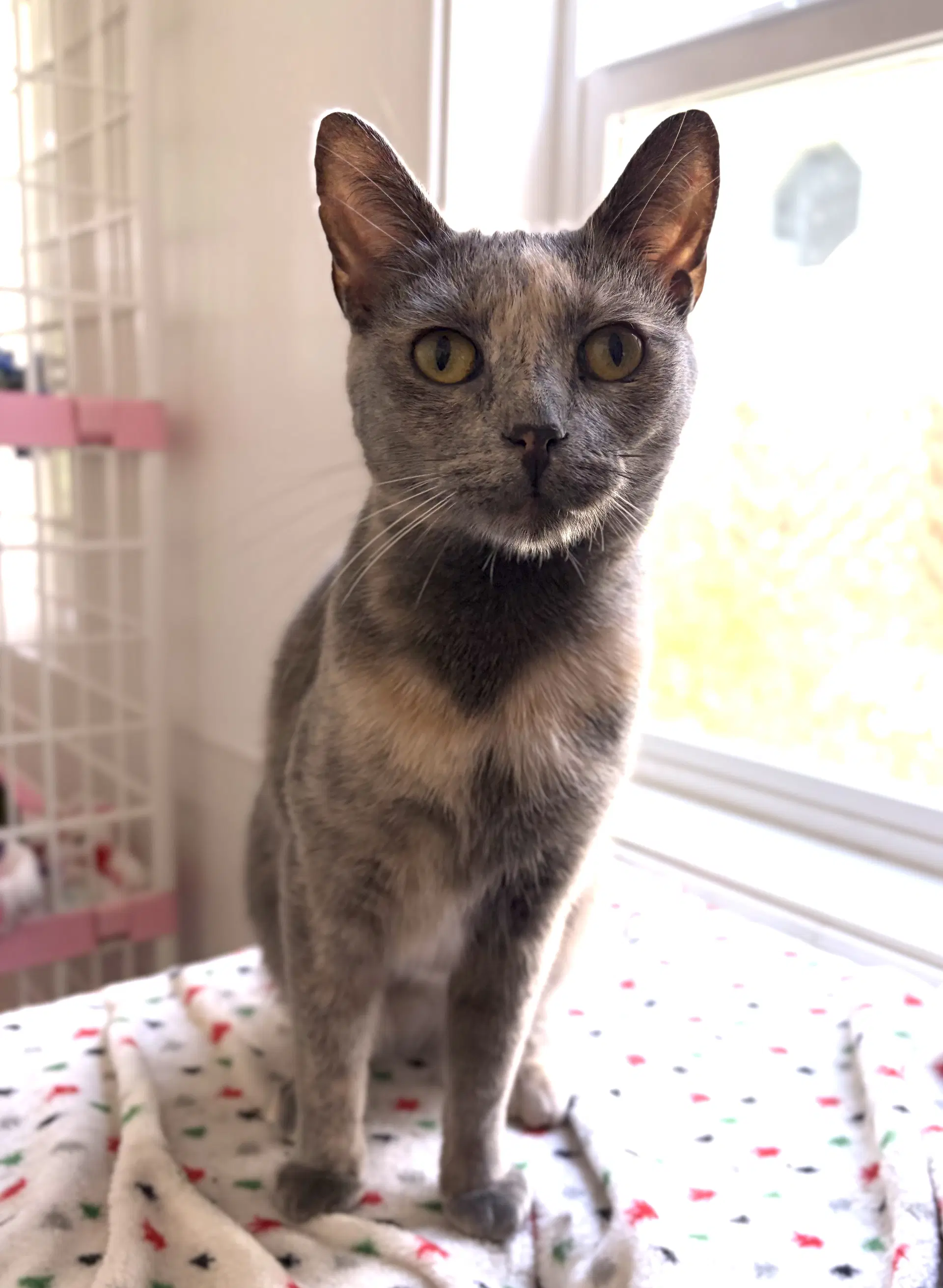 Amber - Domestic Short Hair