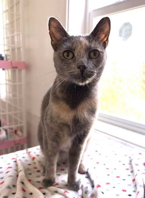 Amber, a cat for adoption from Redemption Road Rescue Rehab Inc.