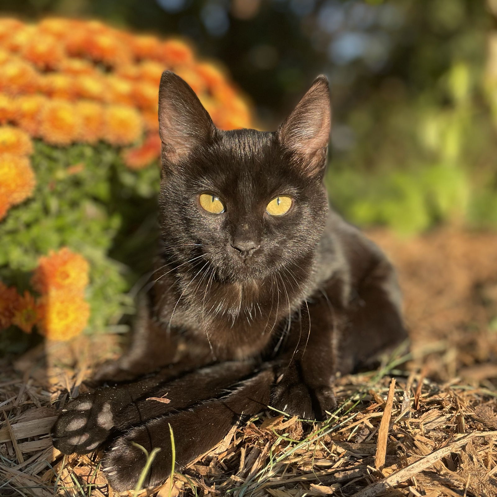 adoptable Cat in Wauconda, IL named Amara