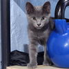 adoptable Cat in , IL named Inky