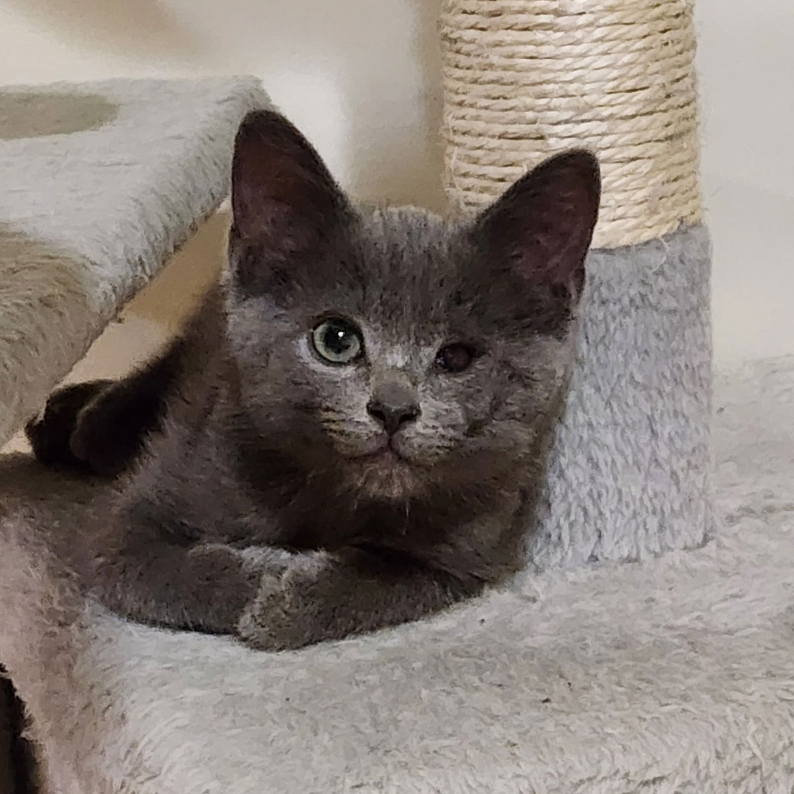 adoptable Cat in Wauconda, IL named Winky