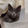 adoptable Cat in , IL named Winky