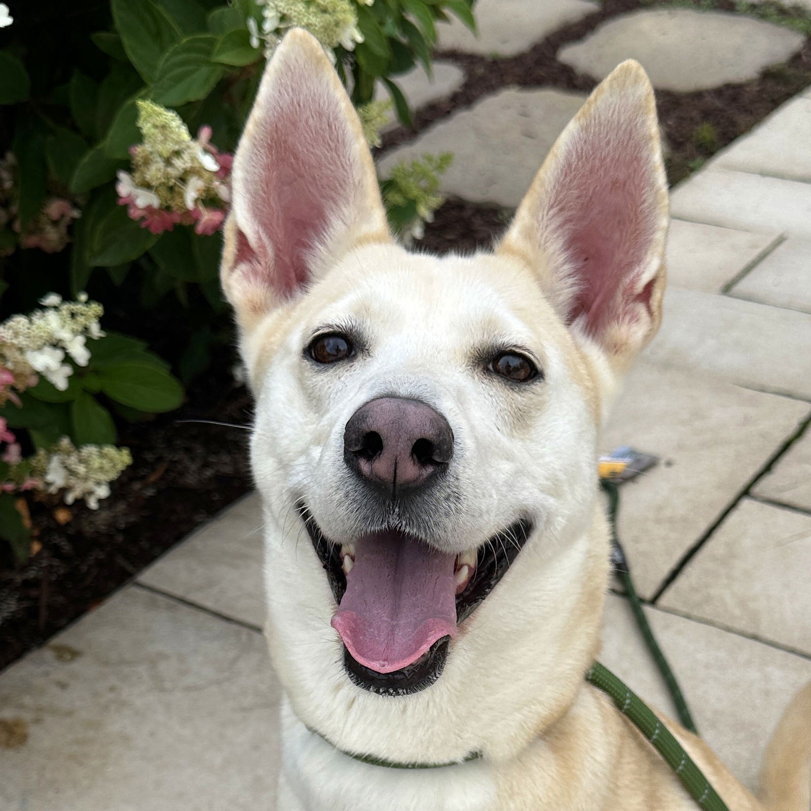 adoptable Dog in Wauconda, IL named Toast