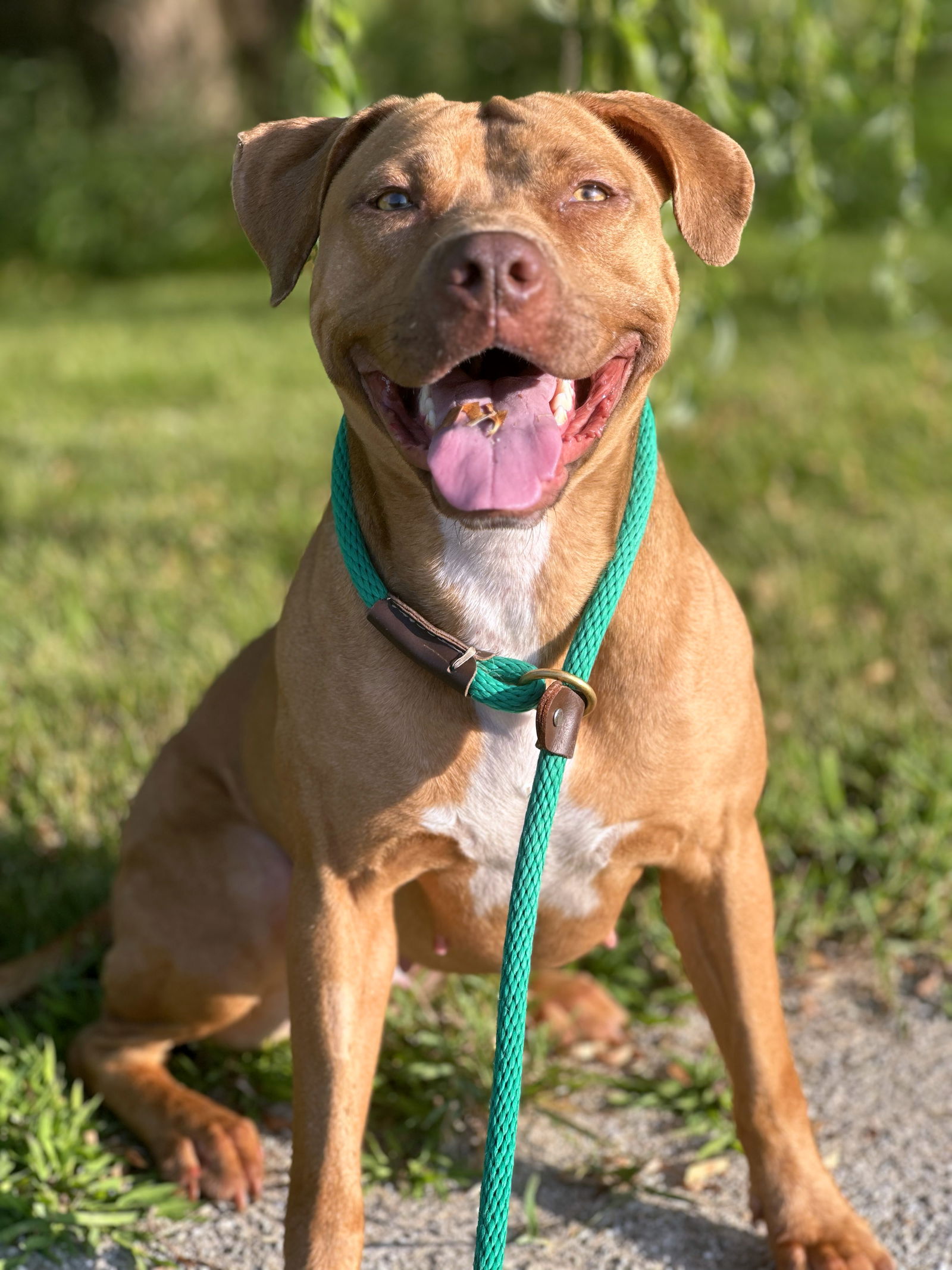 adoptable Dog in Wauconda, IL named Melon