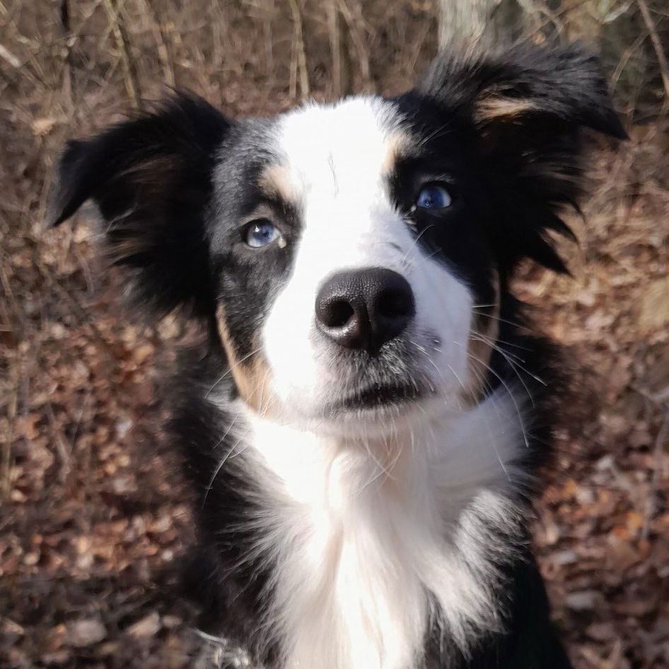 adoptable Dog in Wauconda, IL named Raven