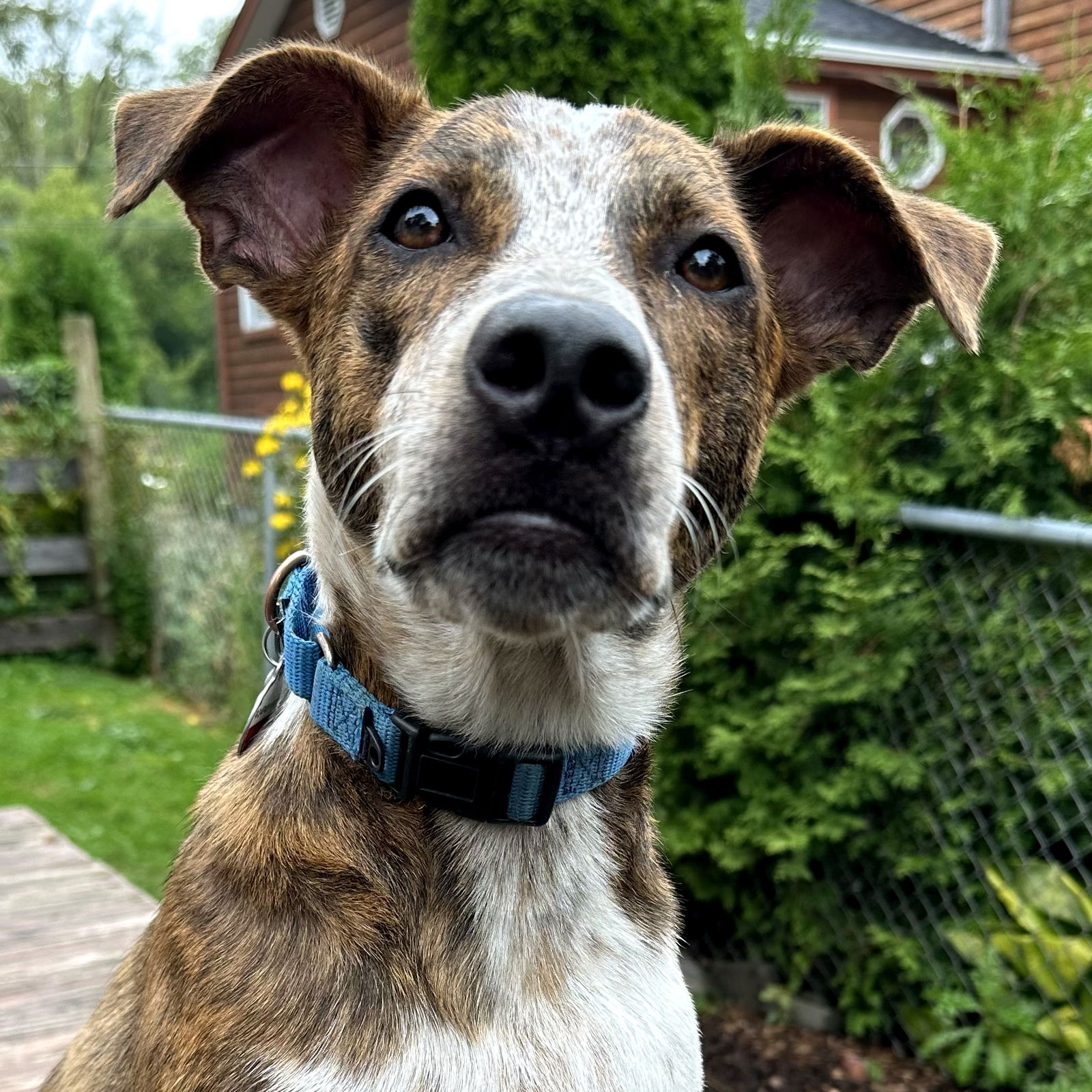 adoptable Dog in Wauconda, IL named Malachi