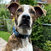 adoptable Dog in , IL named Malachi