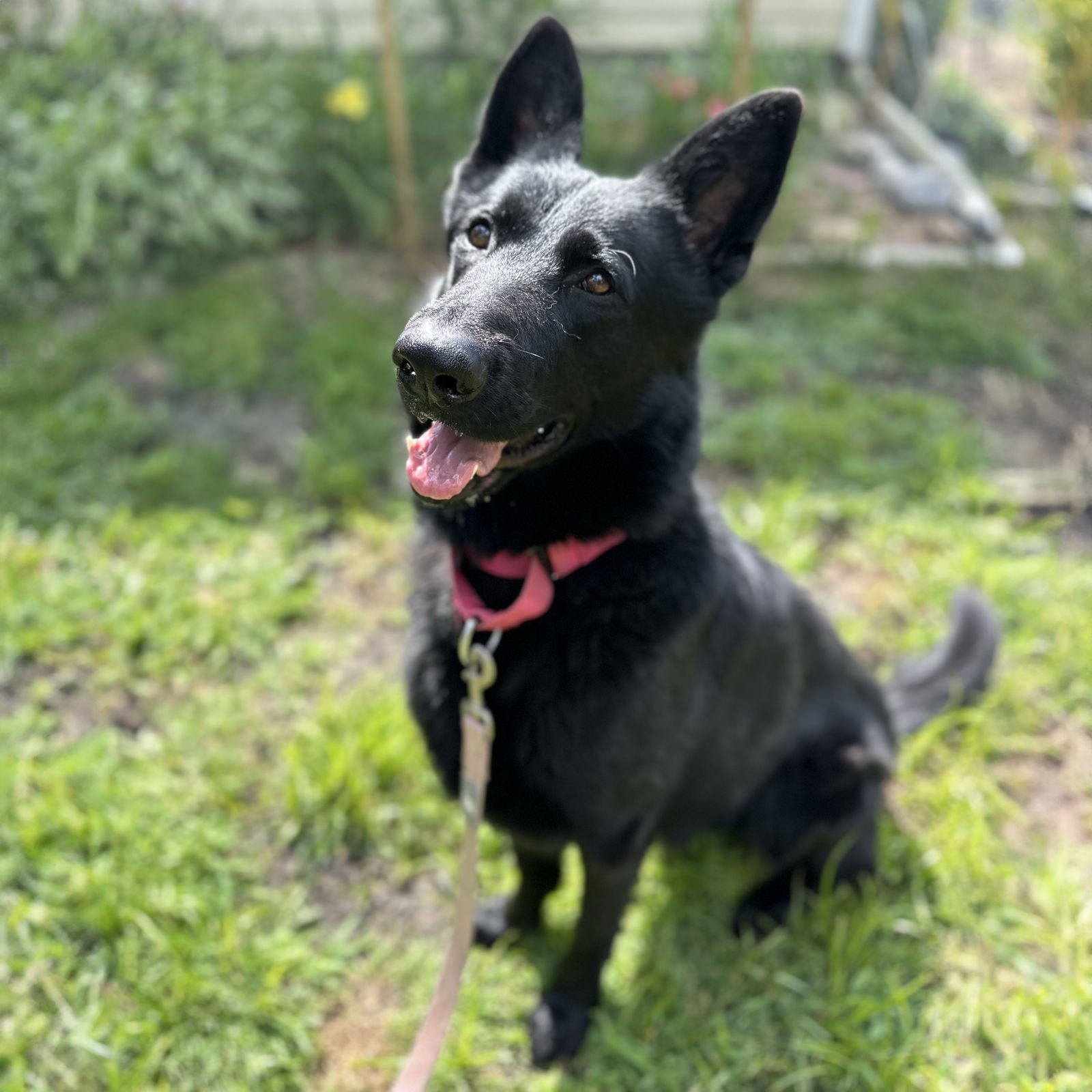 adoptable Dog in Wauconda, IL named Nero