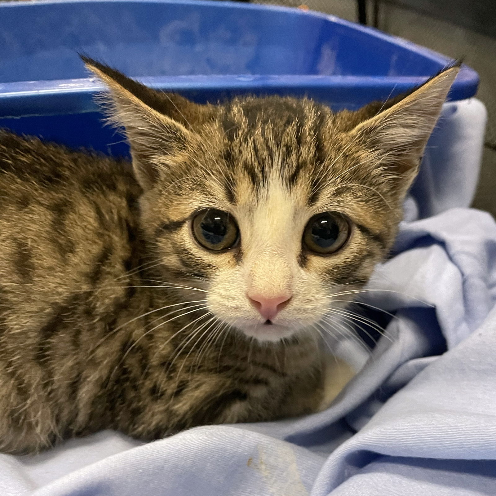 adoptable Cat in Wauconda, IL named Achilles