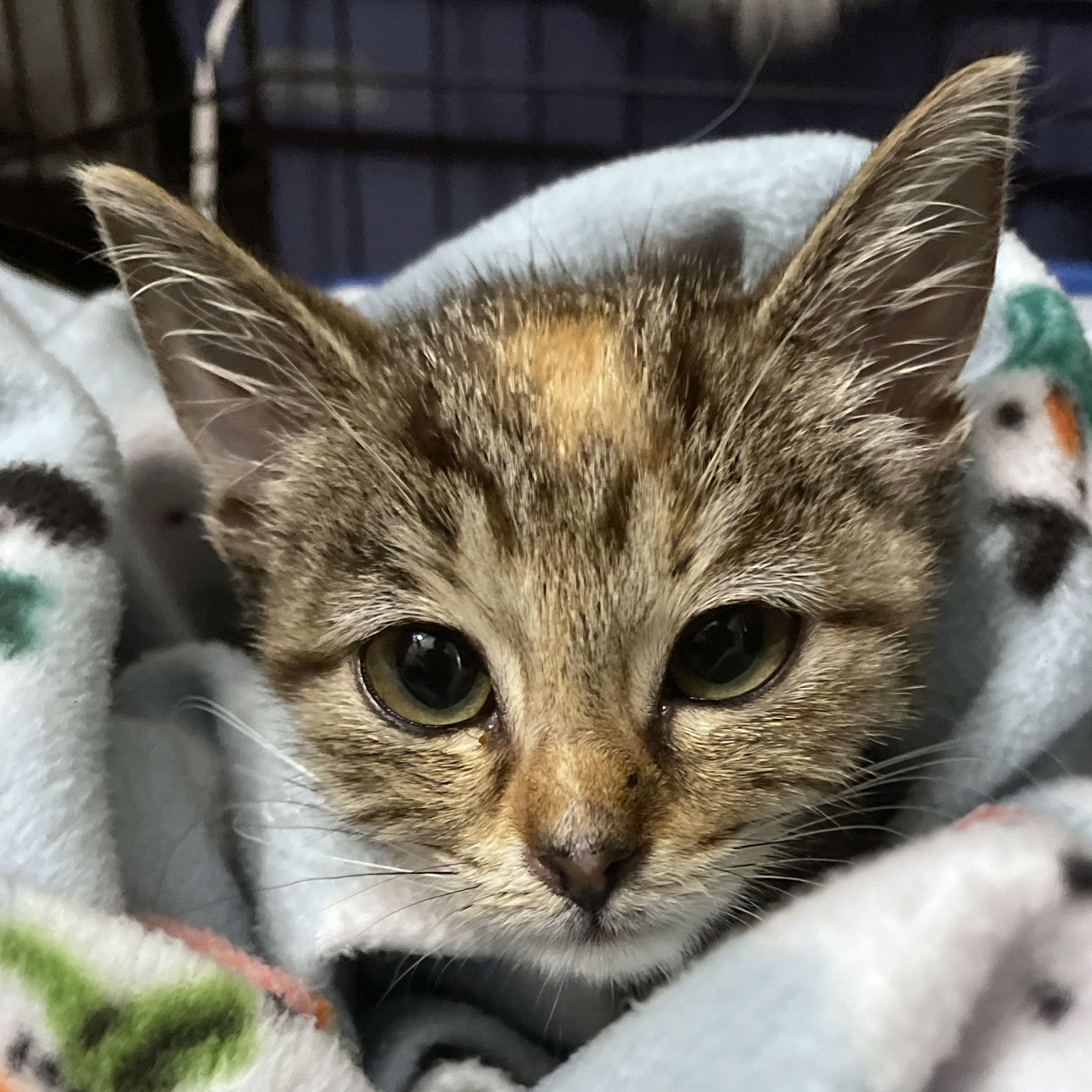 adoptable Cat in Wauconda, IL named Pine Cone