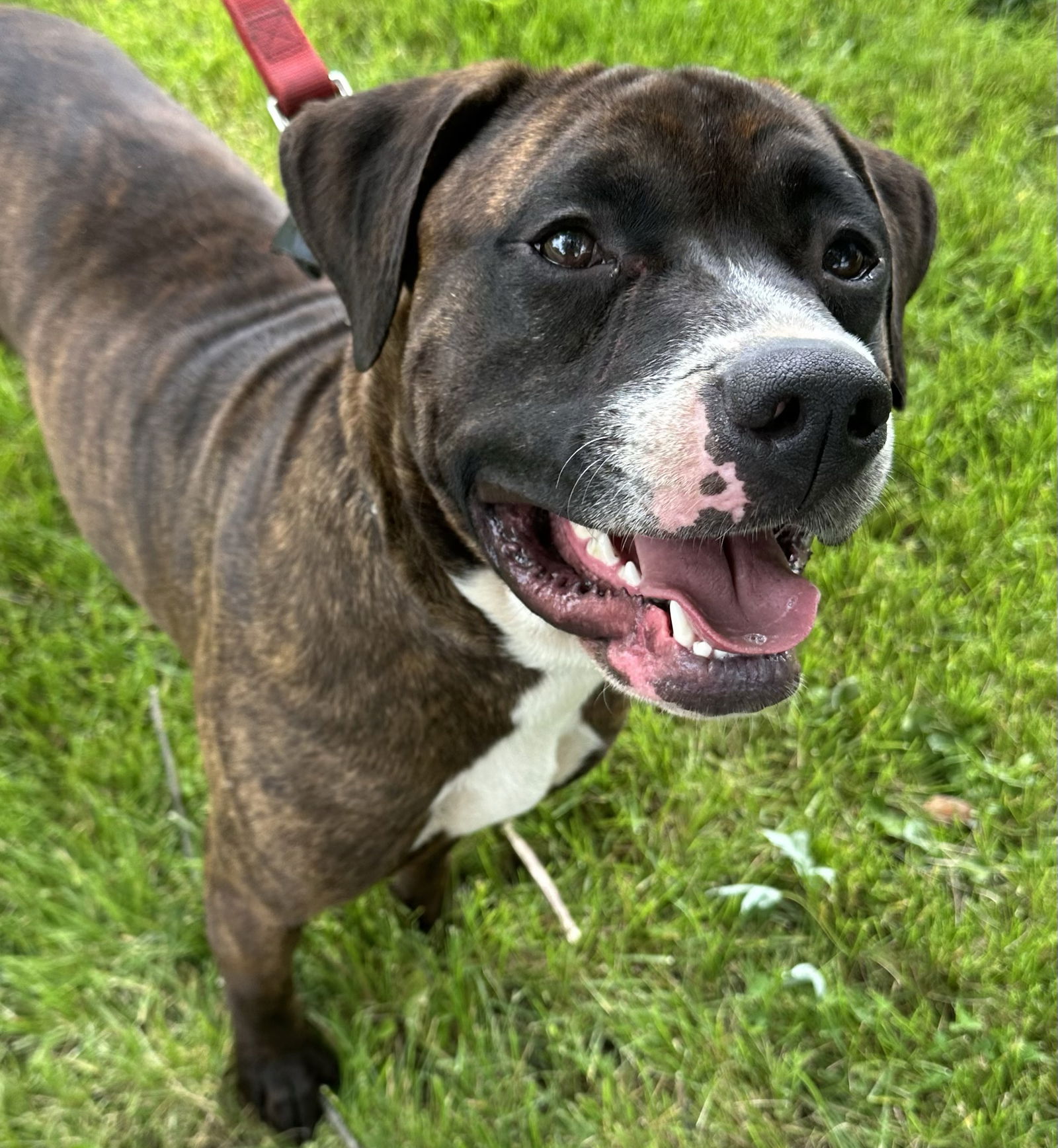 adoptable Dog in Wauconda, IL named Paris