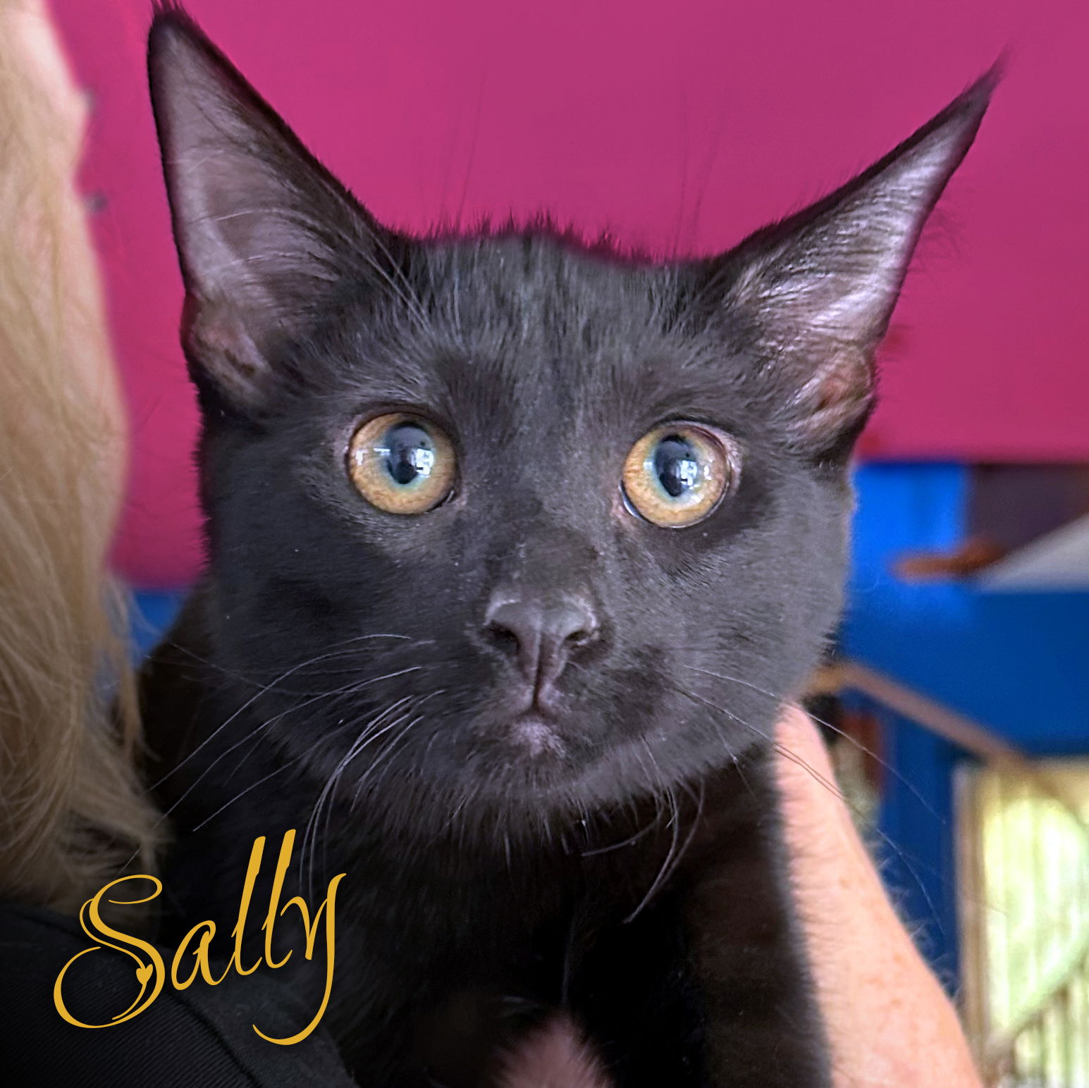 adoptable Cat in Wauconda, IL named Sally