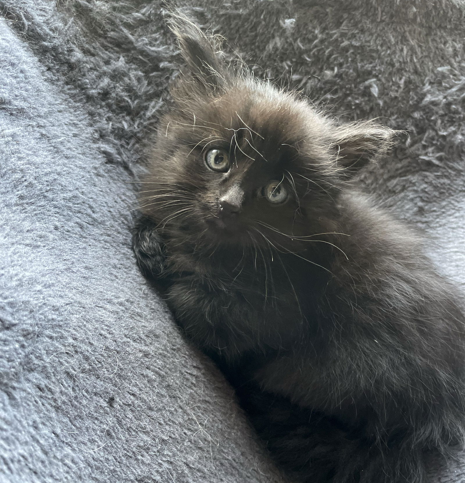 adoptable Cat in Wauconda, IL named Apollo