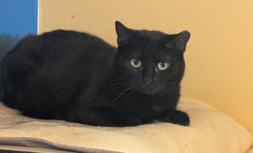 Ghosterella, Adult Domestic Short Hair / Mixed (short coat), cat for adoption in Chicago, Illinois