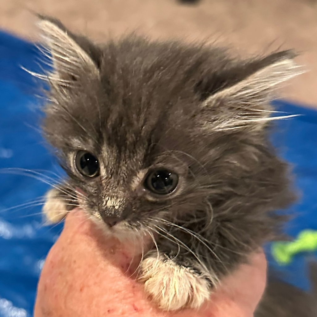 adoptable Cat in Wauconda, IL named Astrid