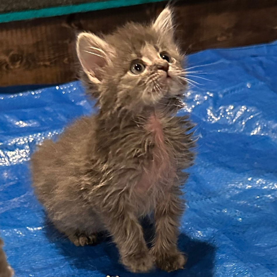 adoptable Cat in Wauconda, IL named Rory