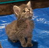 adoptable Cat in wauconda, IL named Rory