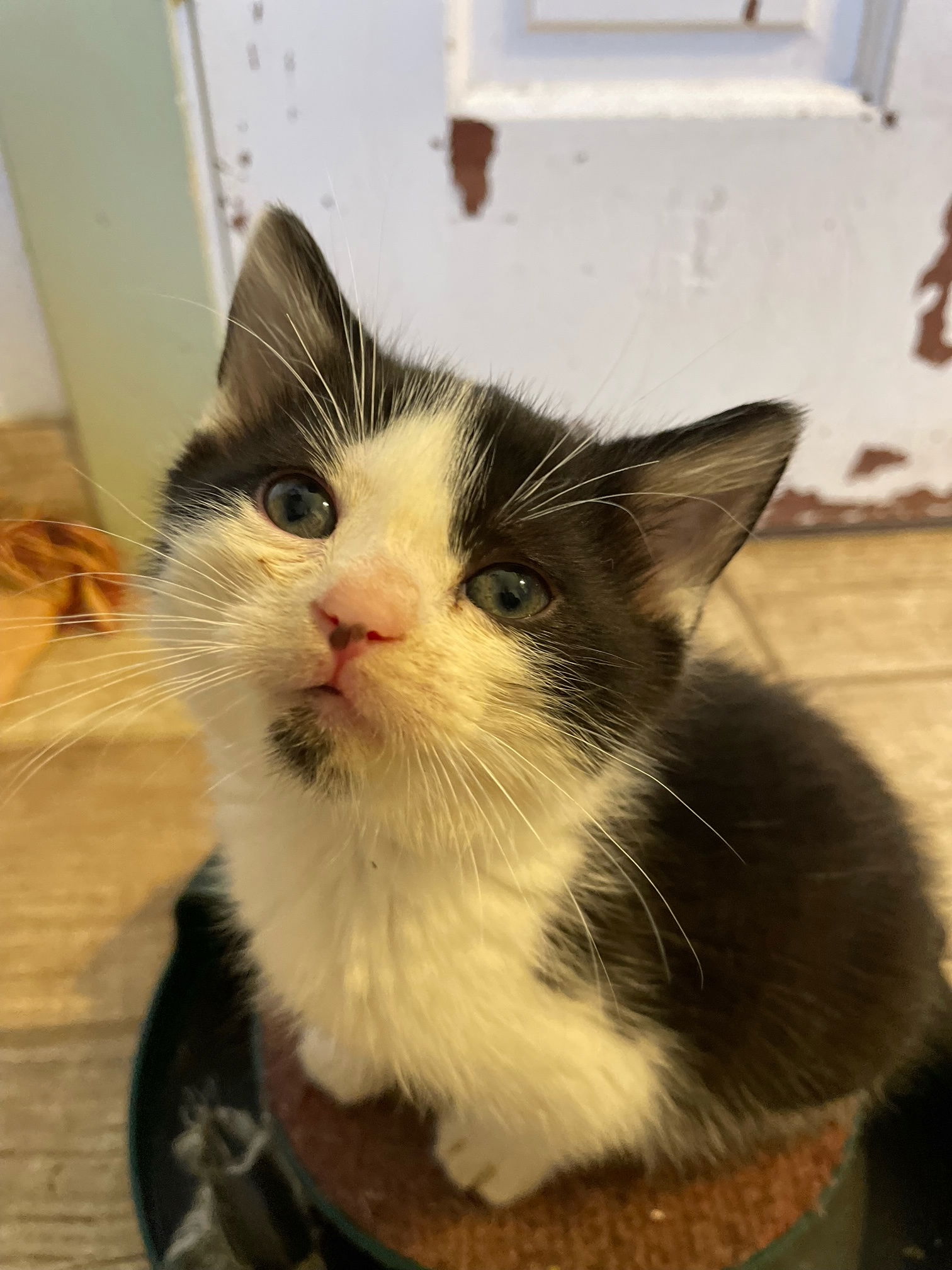 adoptable Cat in Wauconda, IL named Betelgeuse