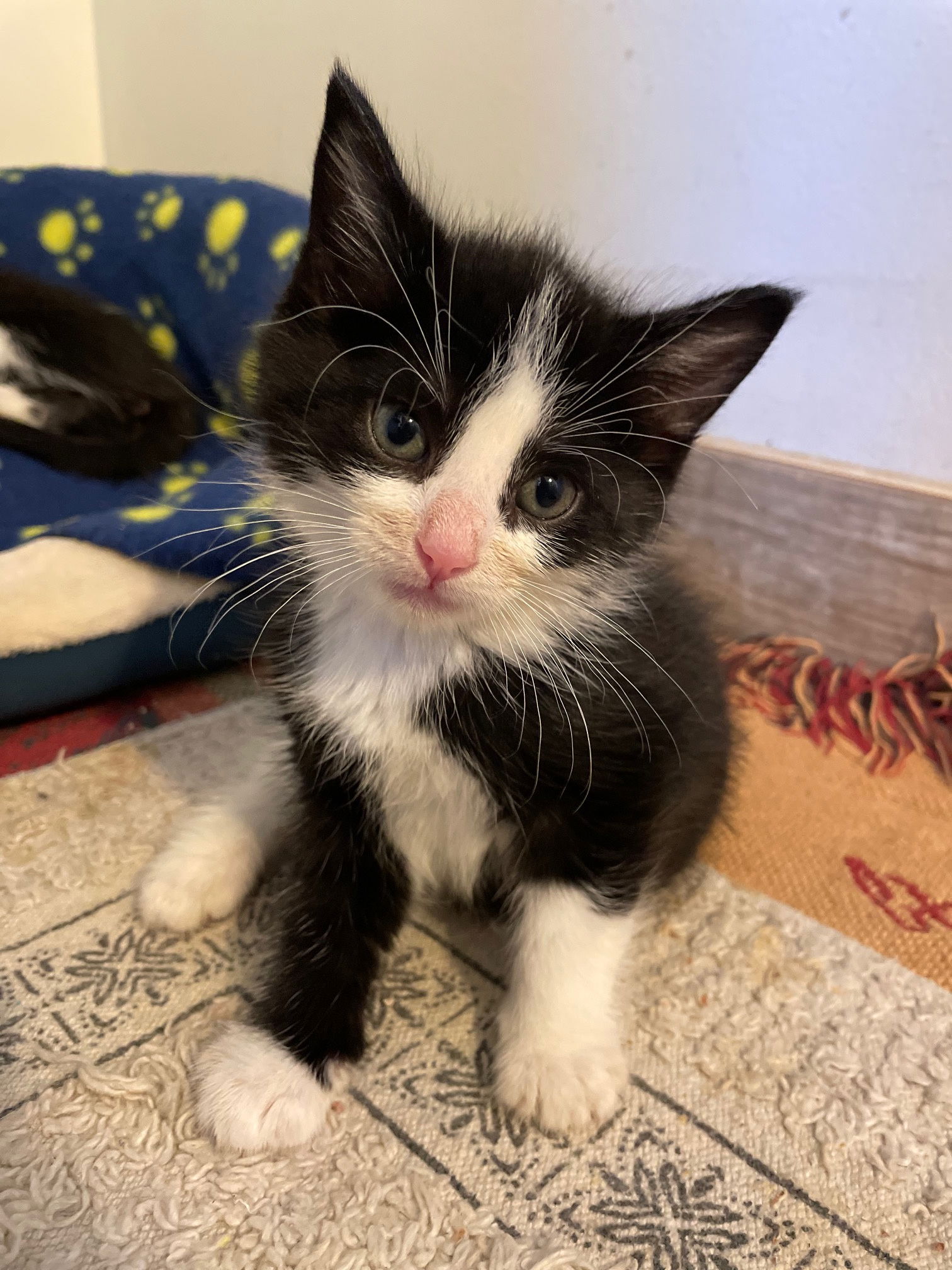 adoptable Cat in Wauconda, IL named Saiph