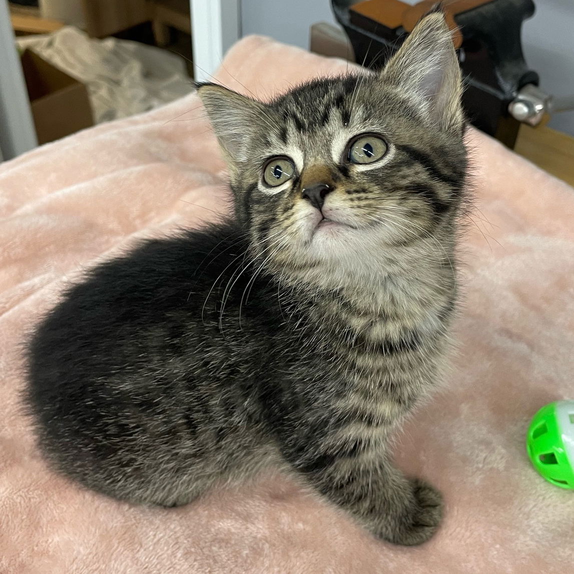 adoptable Cat in Wauconda, IL named Charzard