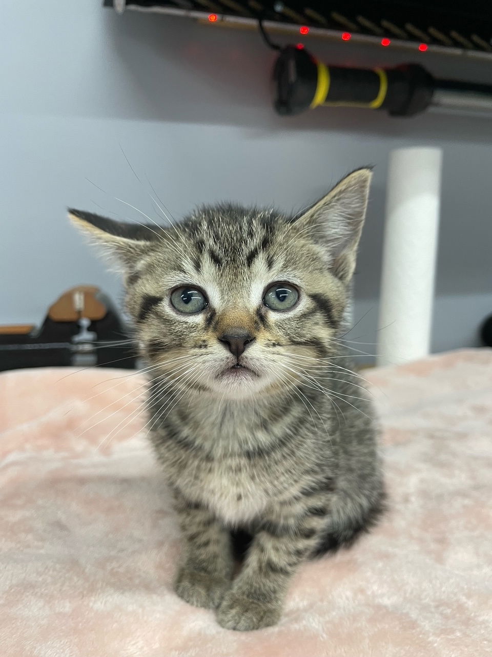 adoptable Cat in Wauconda, IL named Bulbasoar