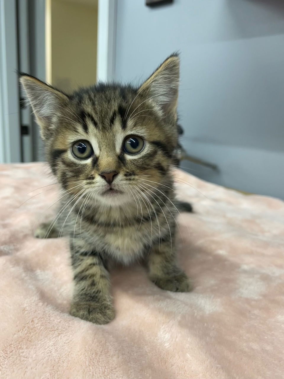 adoptable Cat in Wauconda, IL named Pikachu