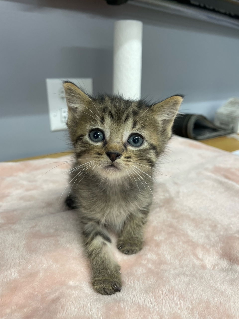 adoptable Cat in Wauconda, IL named Squirtle