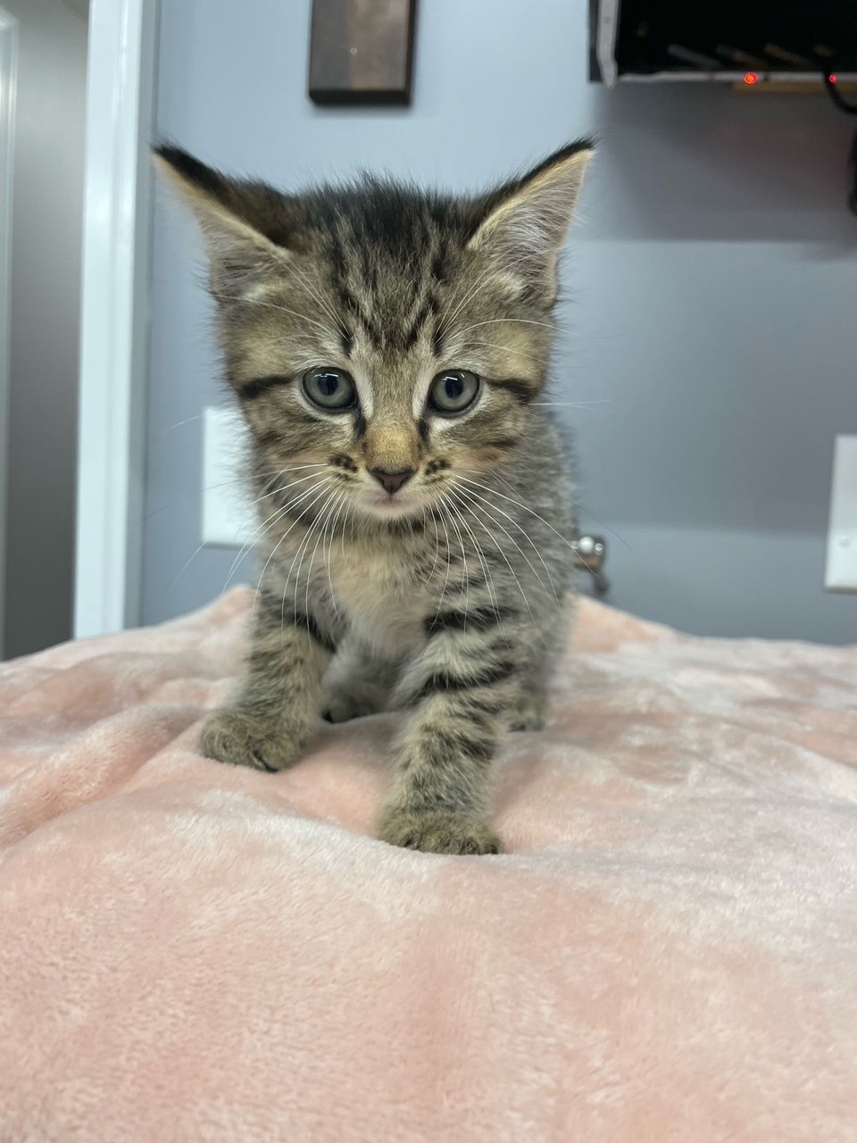 adoptable Cat in Wauconda, IL named Togopi