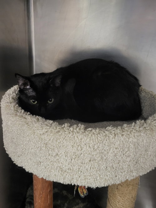picture of the cat needing adoption