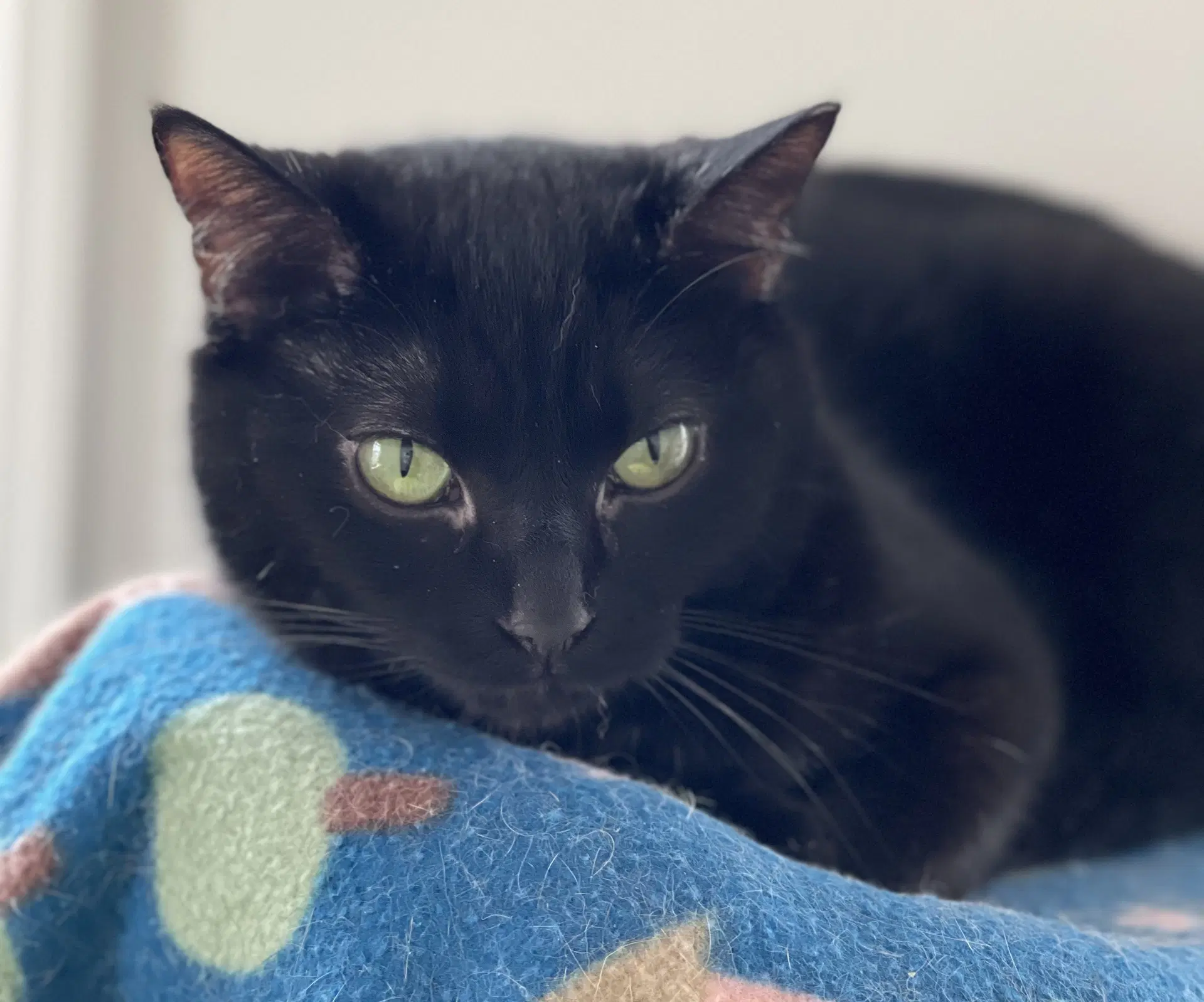 Vienna - Domestic Short Hair