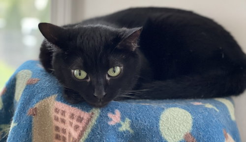 VIENNA - Domestic Short Hair available for adoption