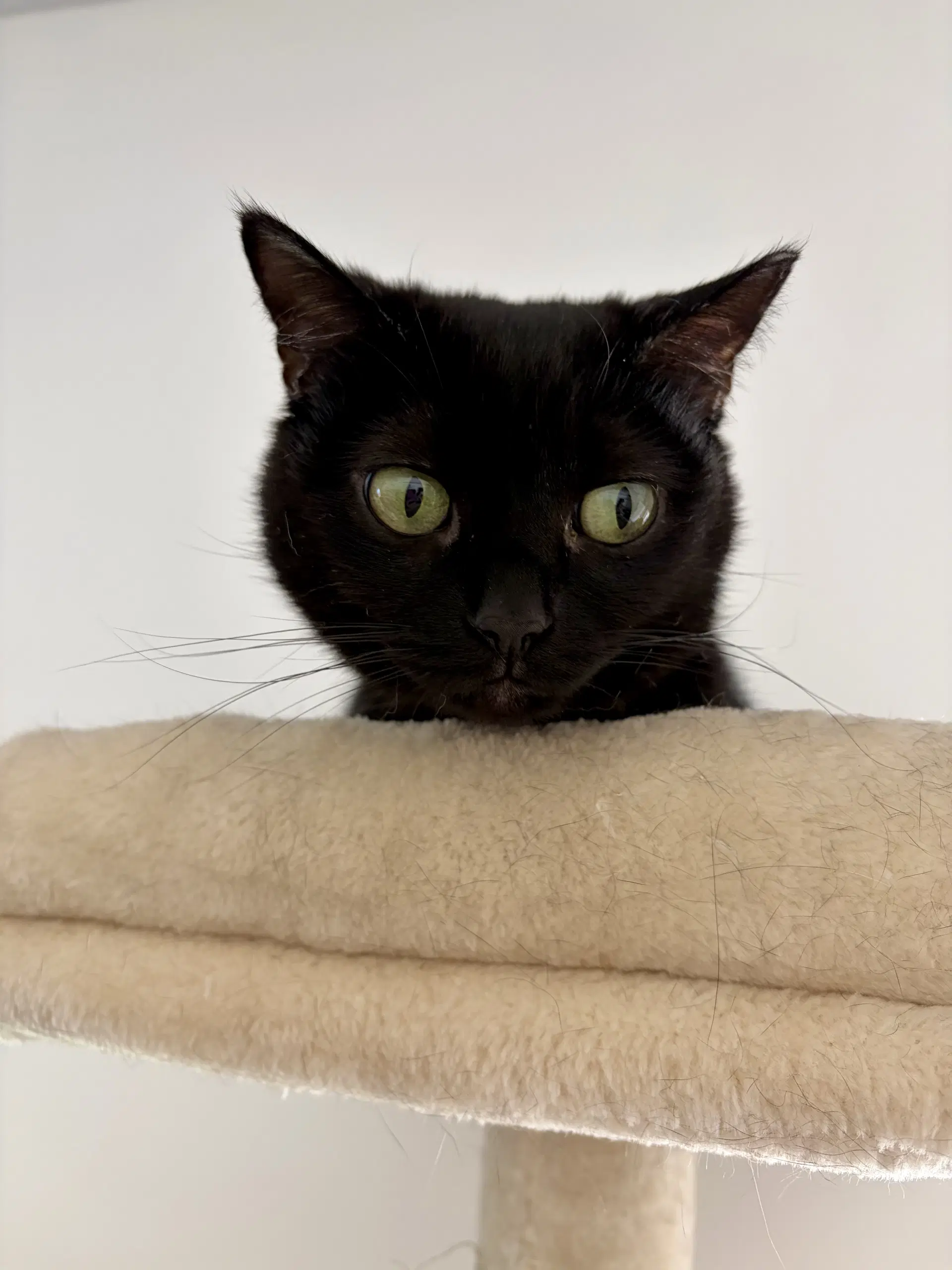 Vienna - Domestic Short Hair