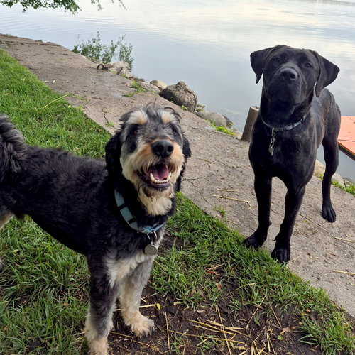 ODIN - Poodle (Standard) / Rottweiler available for adoption