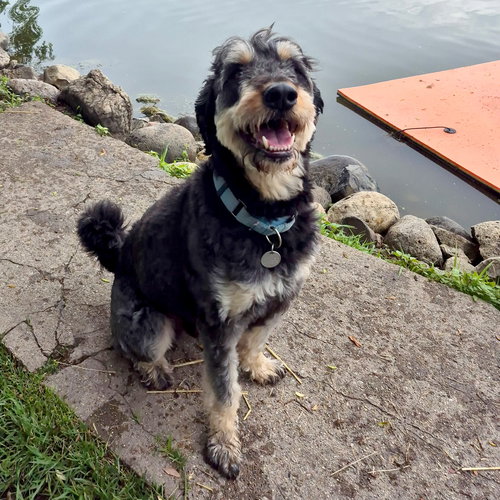 picture of the dog needing adoption