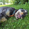 Odin - Photo 4