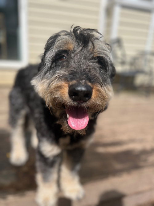 ODIN - Poodle (Standard) / Rottweiler available for adoption