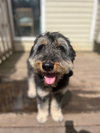Odin - Photo 2