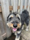 Odin - Photo 3