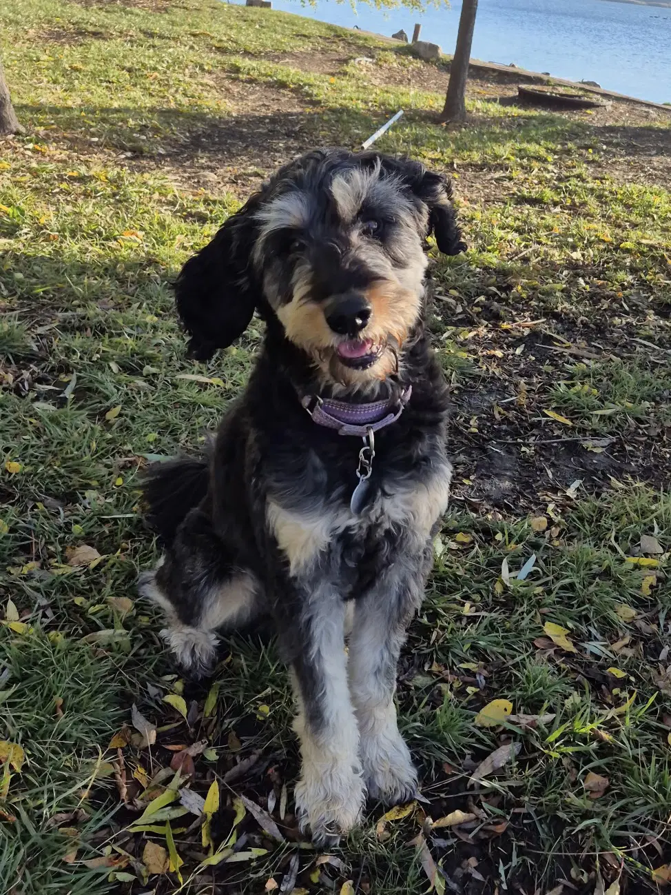 Odin - Poodle (Standard)