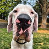 adoptable Dog in  named Beefcake