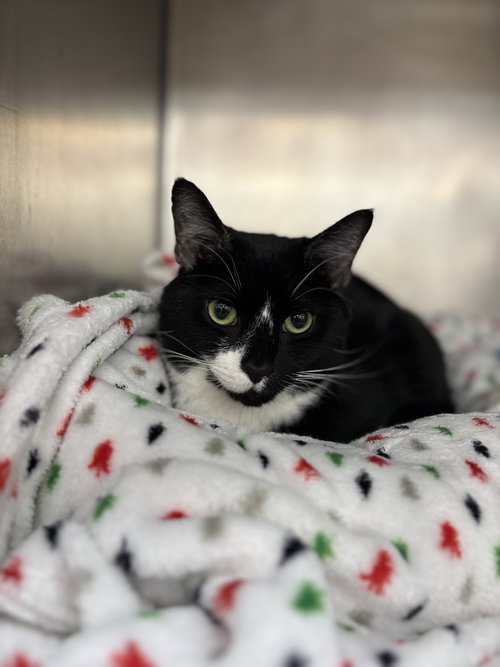 picture of the cat needing adoption