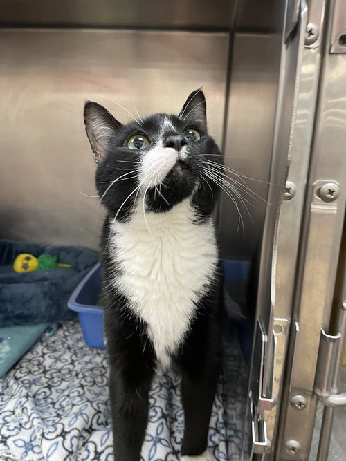 SANCHO - Domestic Short Hair available for adoption