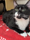 Sancho - Photo 1